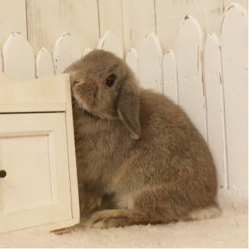 animal_image