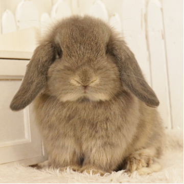 animal_image