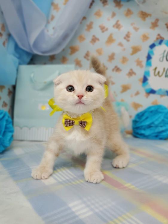 animal_image