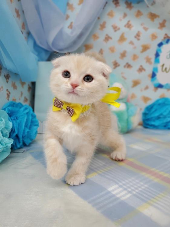 animal_image