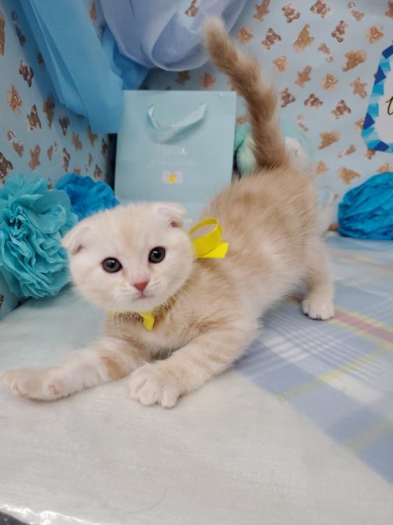 animal_image