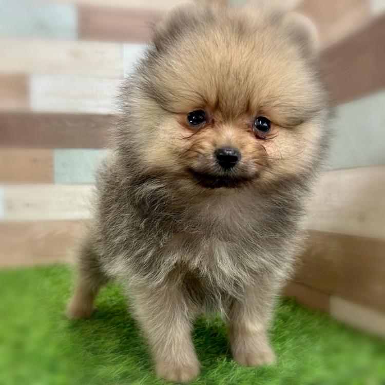 animal_image