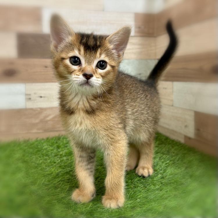 animal_image