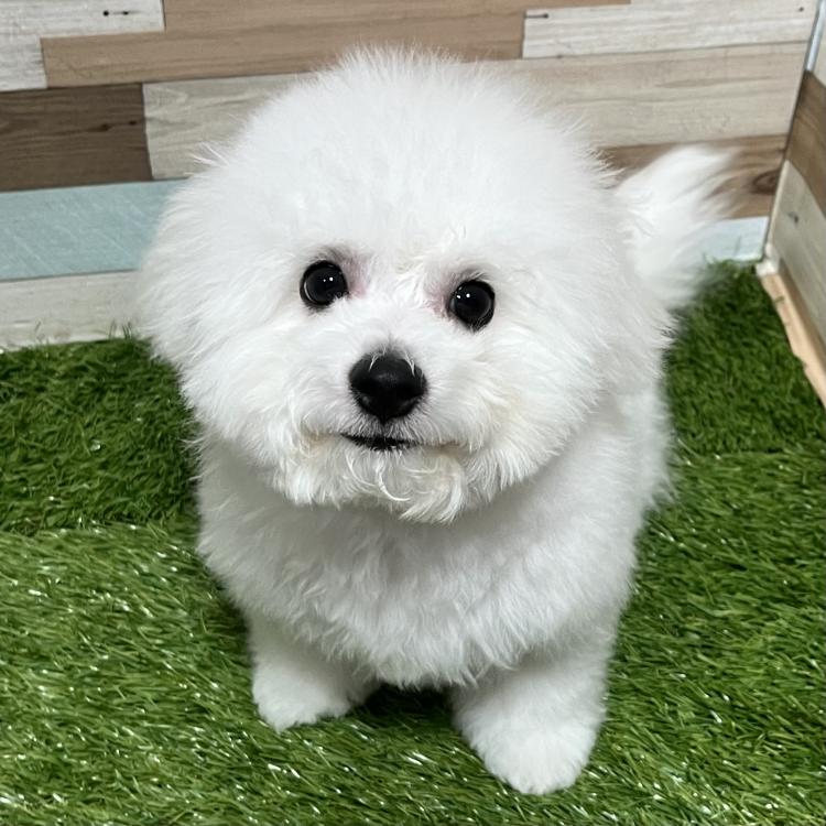 animal_image