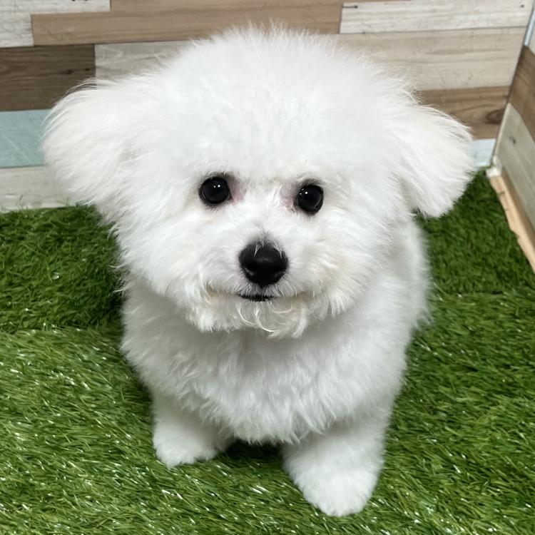 animal_image