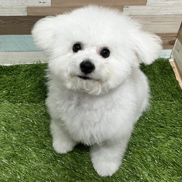 animal_image
