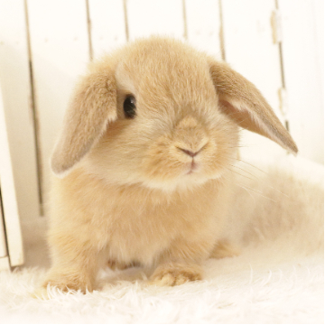 animal_image