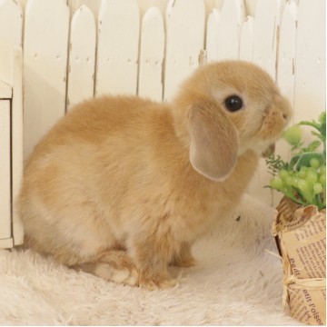 animal_image