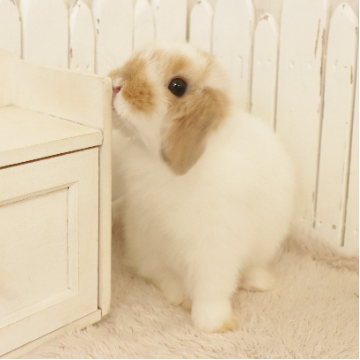 animal_image