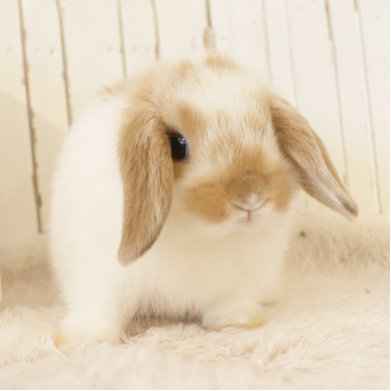 animal_image