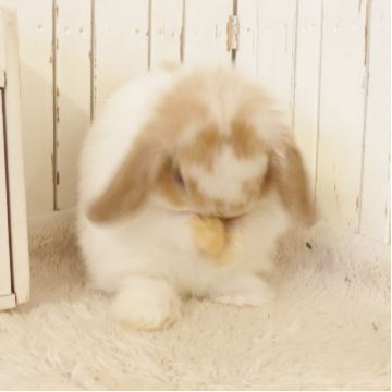 animal_image