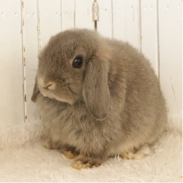 animal_image