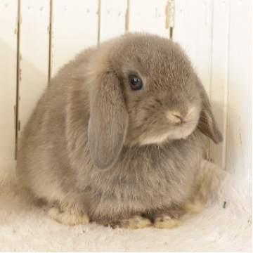 animal_image