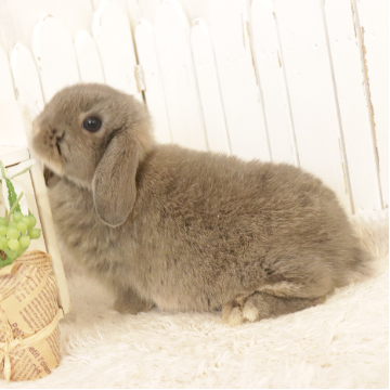 animal_image