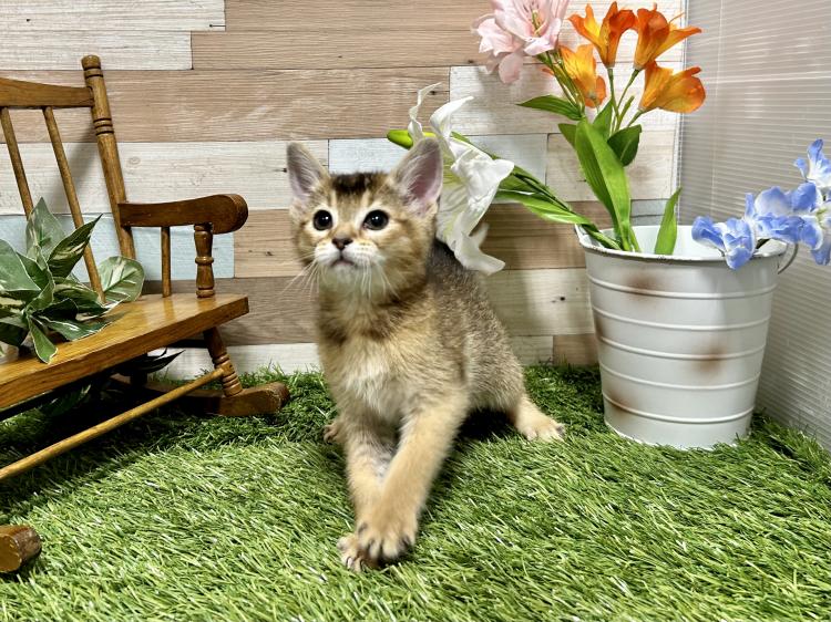 animal_image