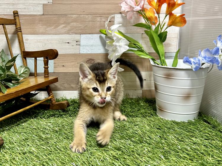 animal_image