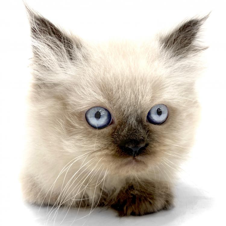animal_image