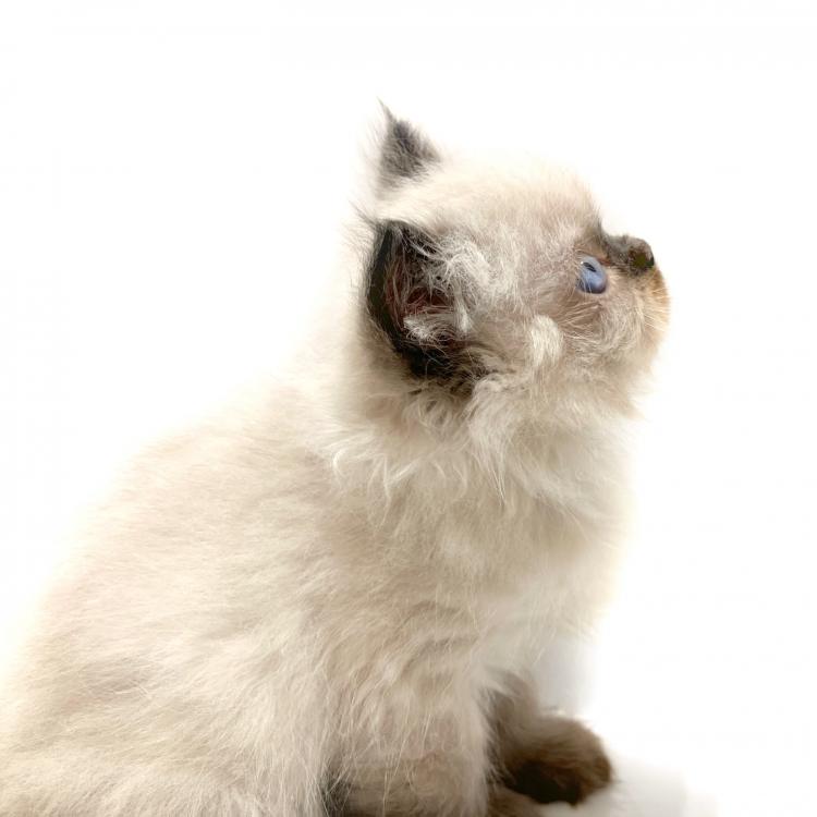 animal_image