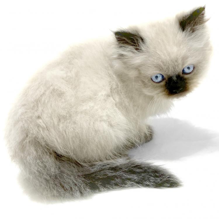 animal_image