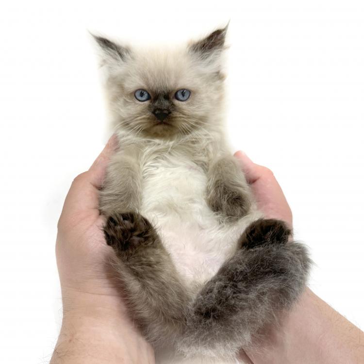 animal_image