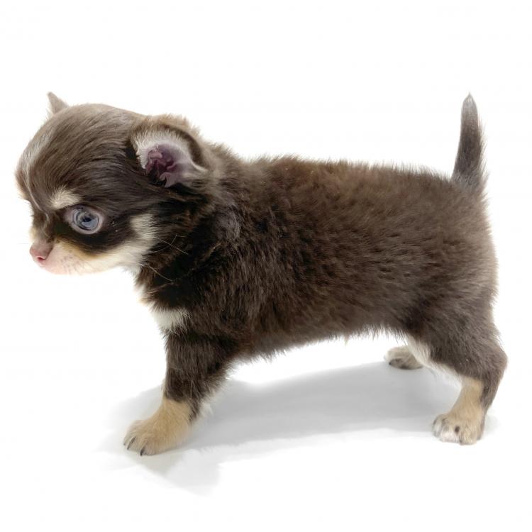 animal_image