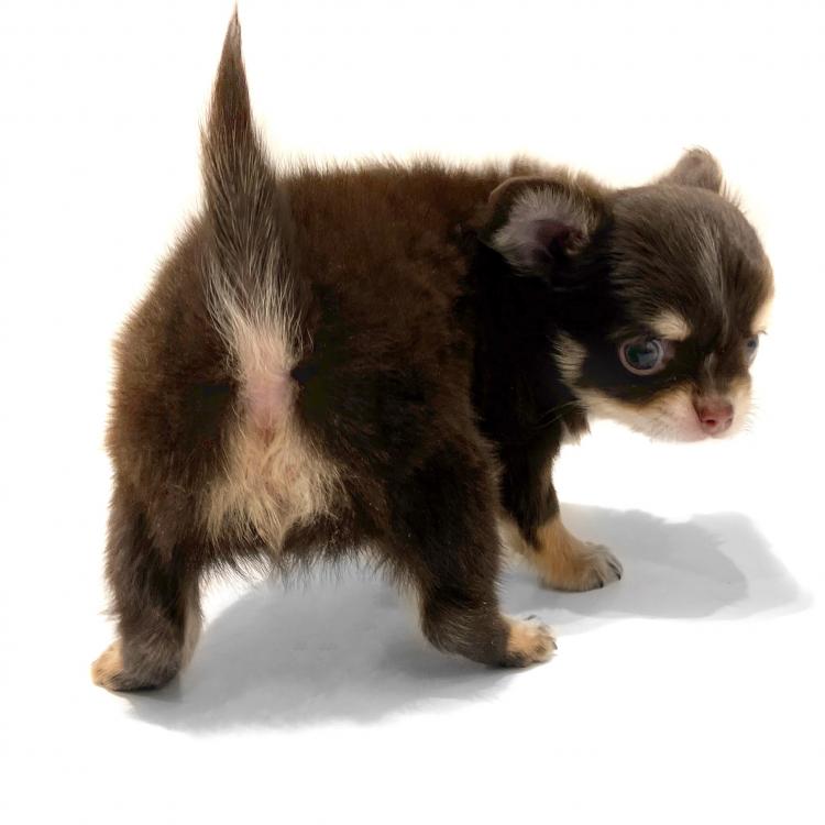 animal_image