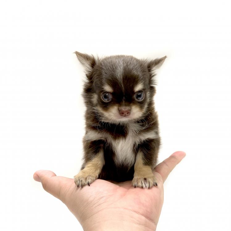 animal_image