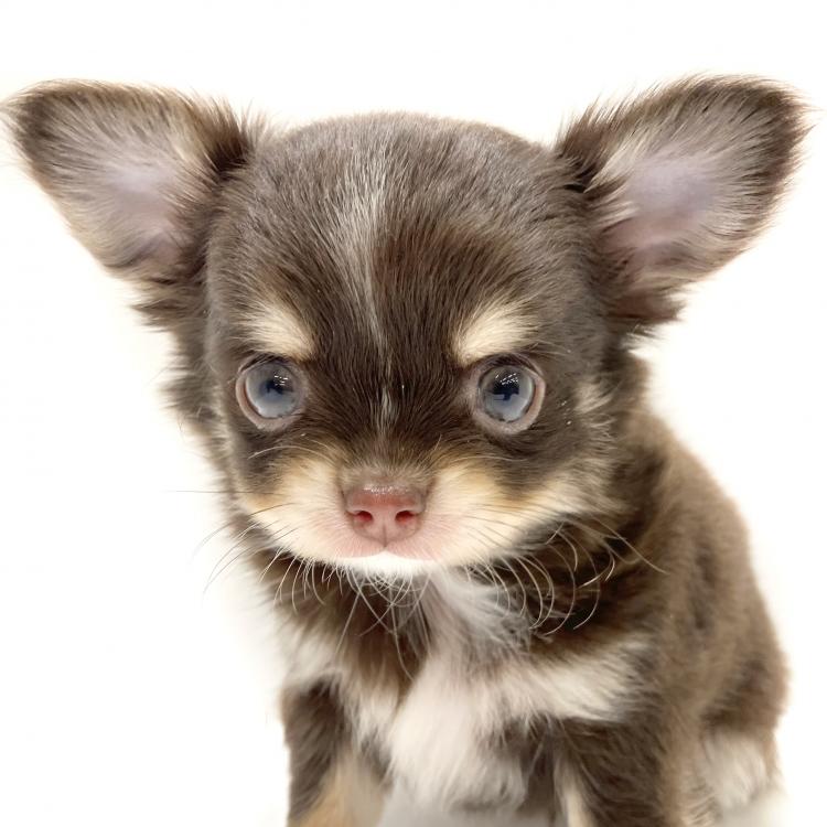 animal_image