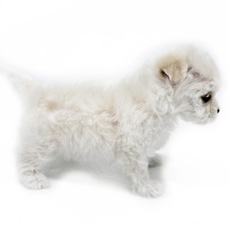 animal_image