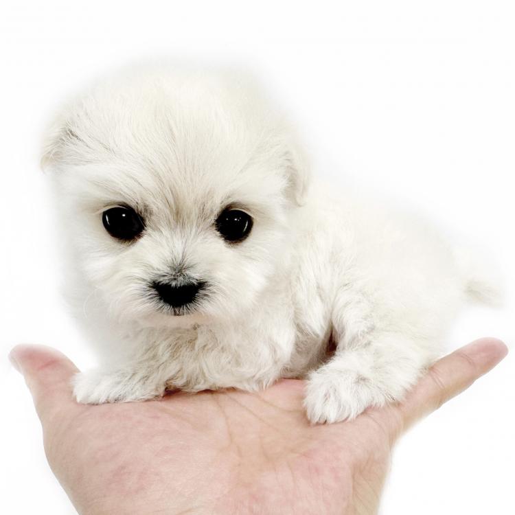 animal_image