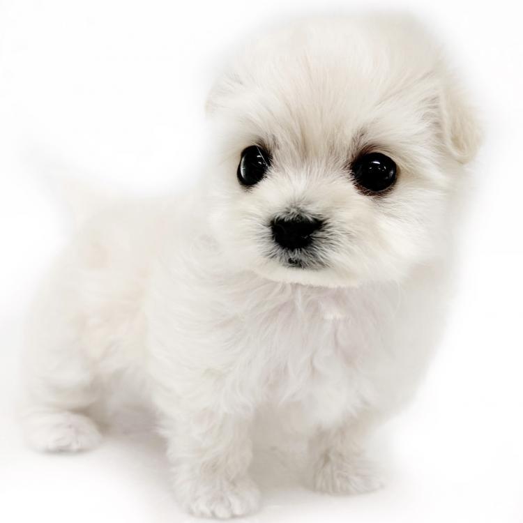 animal_image