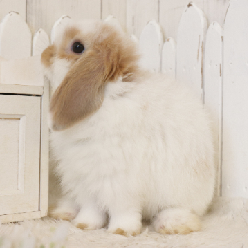 animal_image