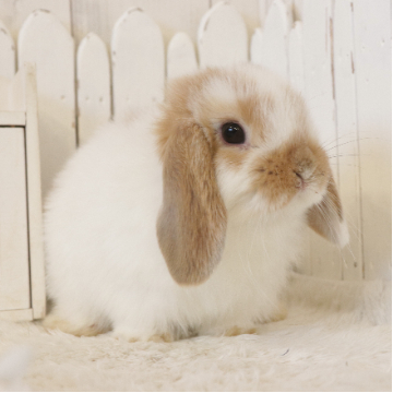 animal_image