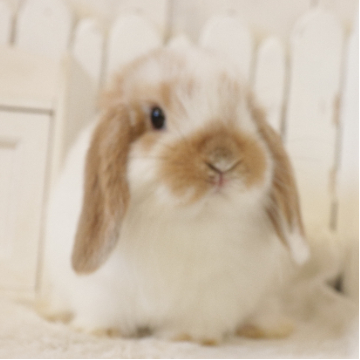 animal_image