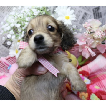 animal_image