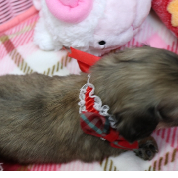 animal_image