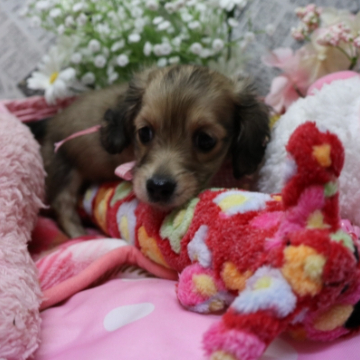 animal_image