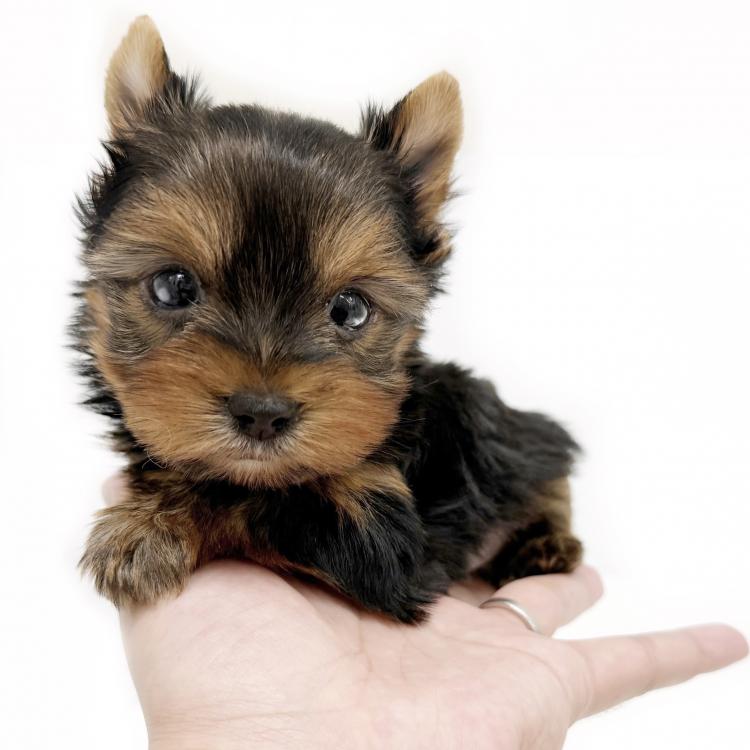 animal_image