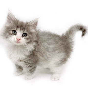 animal_image