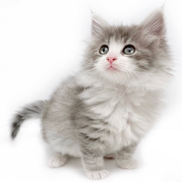 animal_image