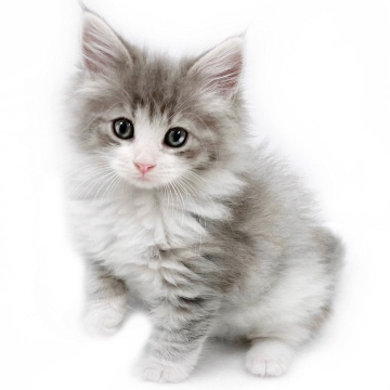 animal_image