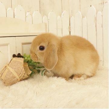 animal_image