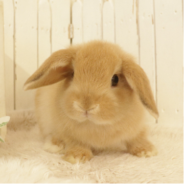 animal_image