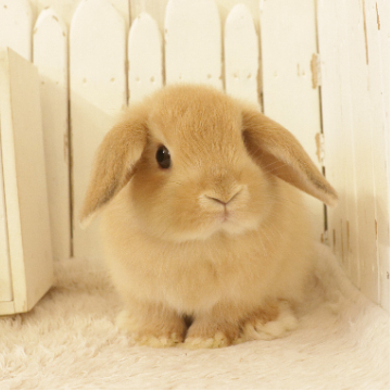 animal_image