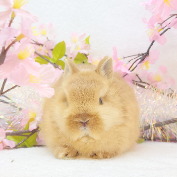 animal_image