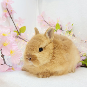 animal_image