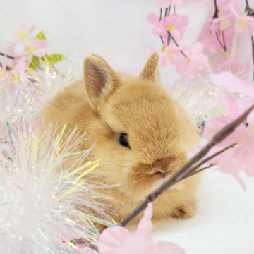 animal_image