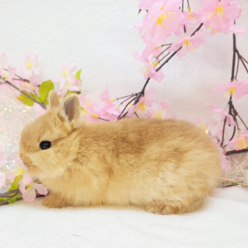 animal_image