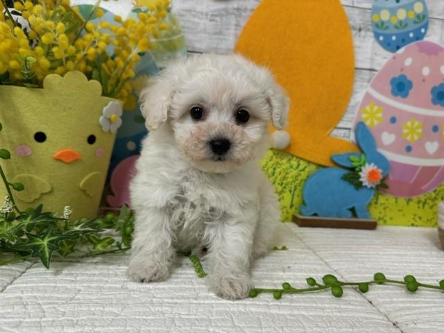 animal_image