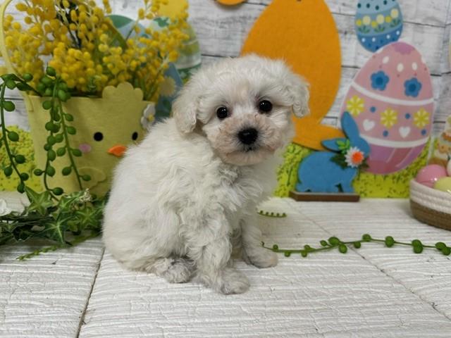 animal_image